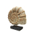 Muszla Ceramiczna Ozdoba Rustykalna Amonit 40x35cm